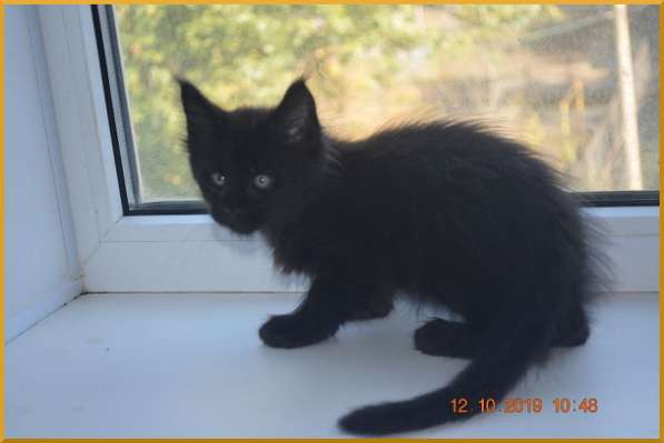 Великолепные котята мейн-кун из питомника в Волгограде фото 226