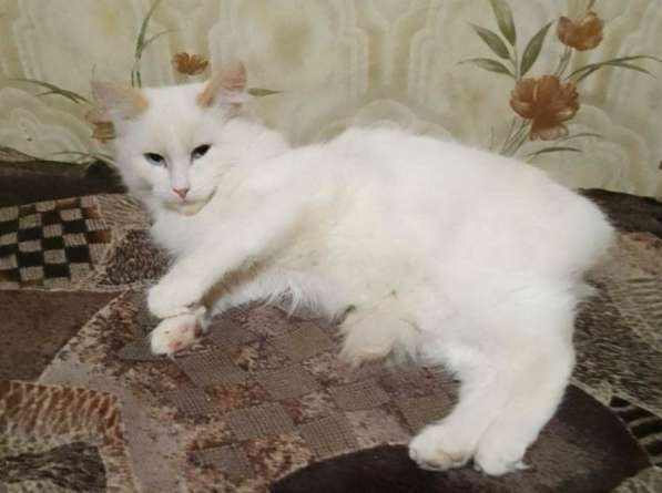 Котенок в добрые руки. Голубоглазая Снежка в Пензе фото 10
