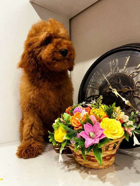 Toy POODLE/miniature в Москве