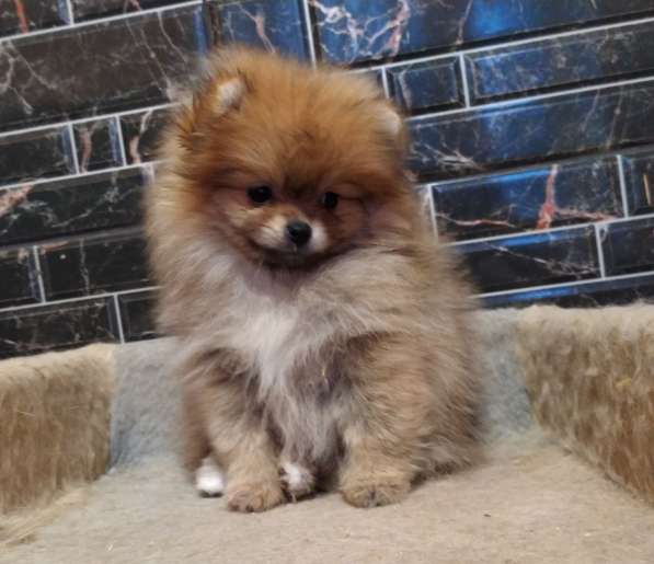 Pomeranian spitz. Orange mini girl в 