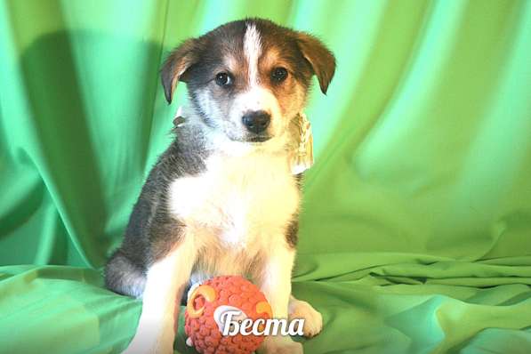 Щенки-девочки Беста, Бетти, Бесси Возраст 2 мес в Санкт-Петербурге фото 8