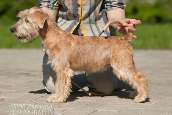 Ирландский мягкошерстный пшеничный терьер щенки в Москве фото 9