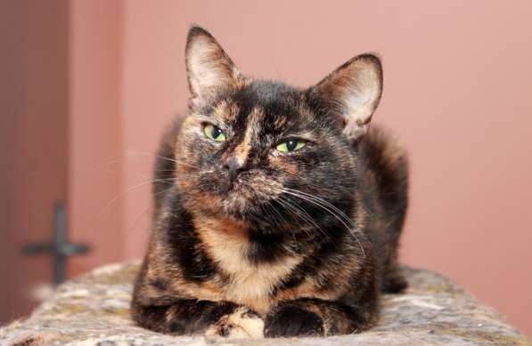 Котенок в добрые руки. Крошка пеструшка в Калуге фото 44