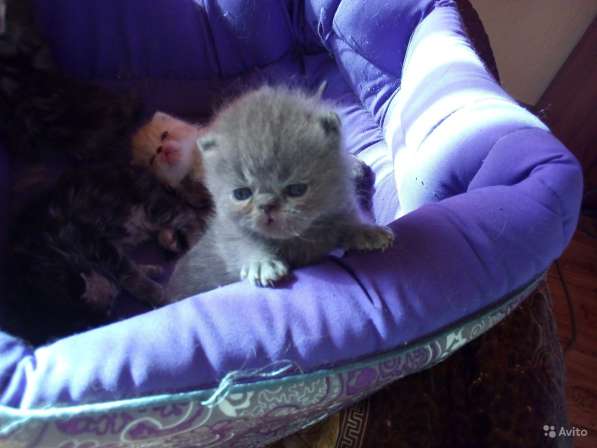 Котята медвежата в Калуге фото 10