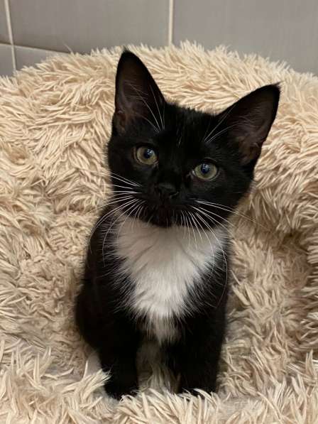 Чудесные котята ищут семью в Москве фото 5