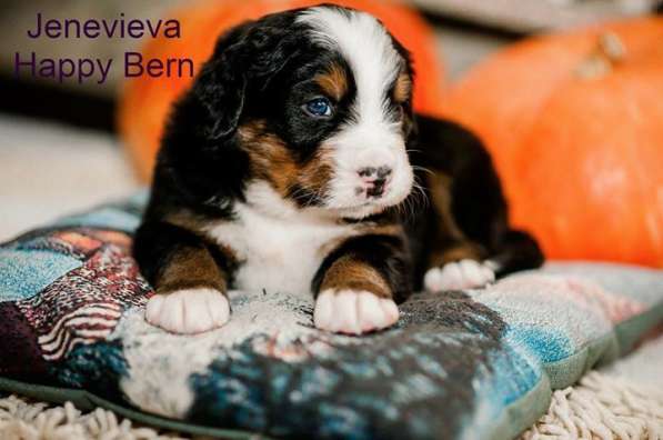 Щенки бернского зенненхунда из питомника в Москве фото 38