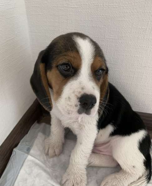 Щенок бигль в Волгограде фото 8