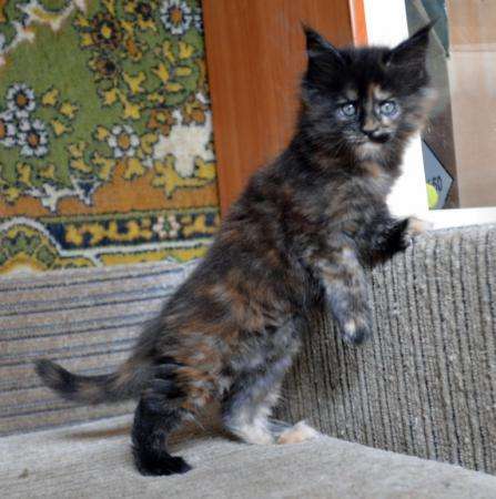 Котята мейн-кун в Москве фото 5