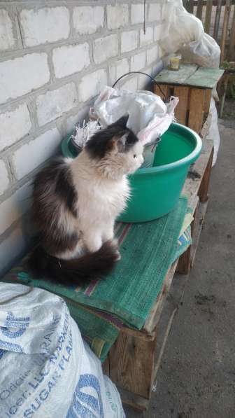 Пропал кот в районе улицы Олексия Дроваля в фото 3