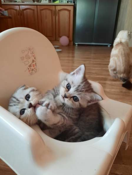 Шотландские котята в Красногорске