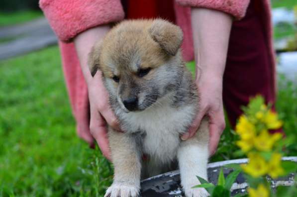 Щенки акита_ину в фото 9