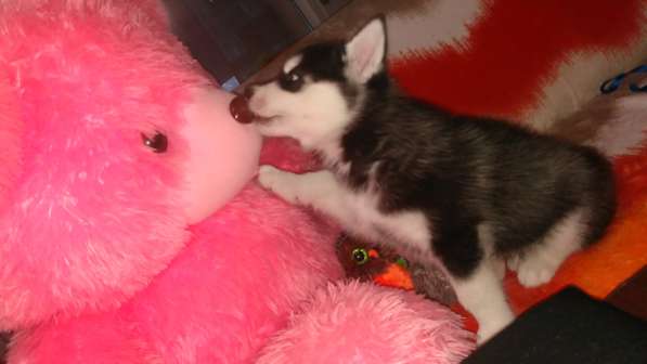 Хасочки в фото 3