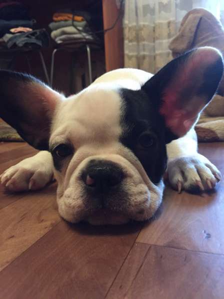 Французский бульдог в Екатеринбурге