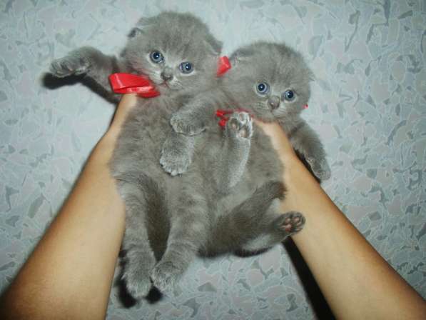 КОТЯТКИ ВИСЛОУХИЕ И ПРЯМОУШКИ!! в фото 4