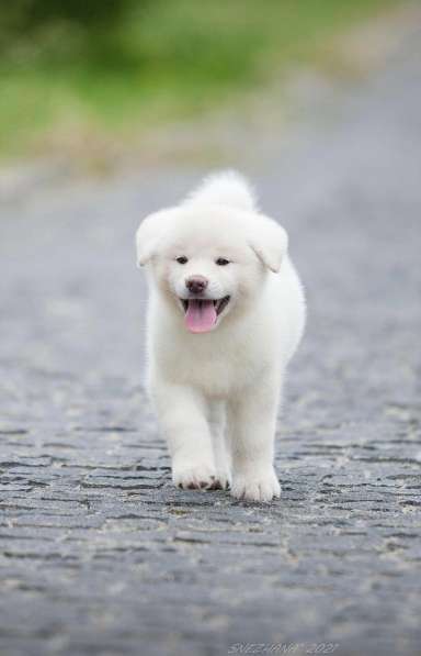 AKITA INU в фото 7