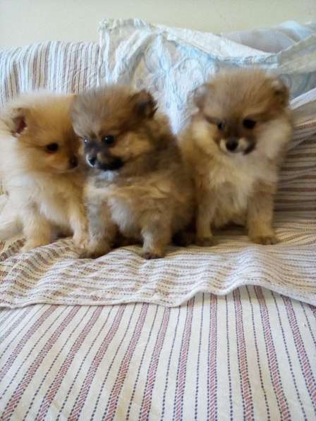 Померанского шпица Щенки в фото 9
