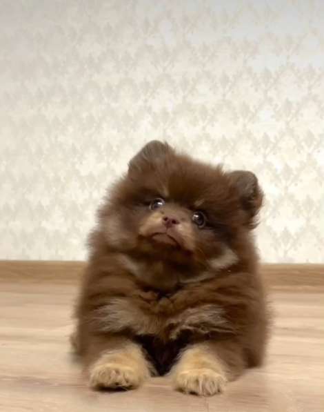 Pomeranian spitz. Choco tan в фото 5