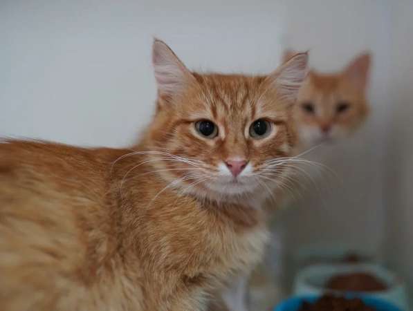 Рыжий красавец котик Оскар ищет семью!