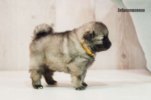 Щенки вольфшпица/кеесхонда в фото 8