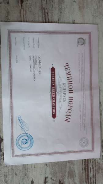 Самоедская лайка в Москве фото 11