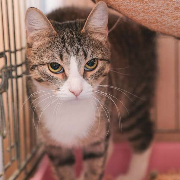 Ласковая Лада с радостью станет любимицей в Москве