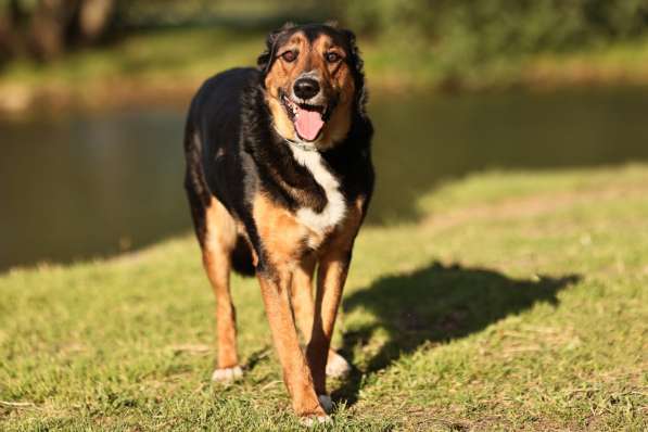 Метис овчарки Рекс ищет дом в Москве фото 5