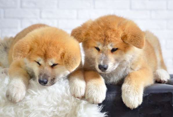 Породистые щенки японской акиты в Липецке фото 4