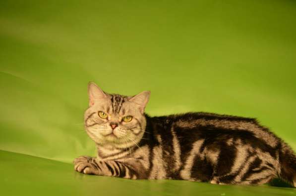 Кот на вязку 1500 котята от 2000