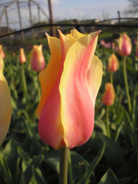Тюльпаны и эрэмурусы в фото 17