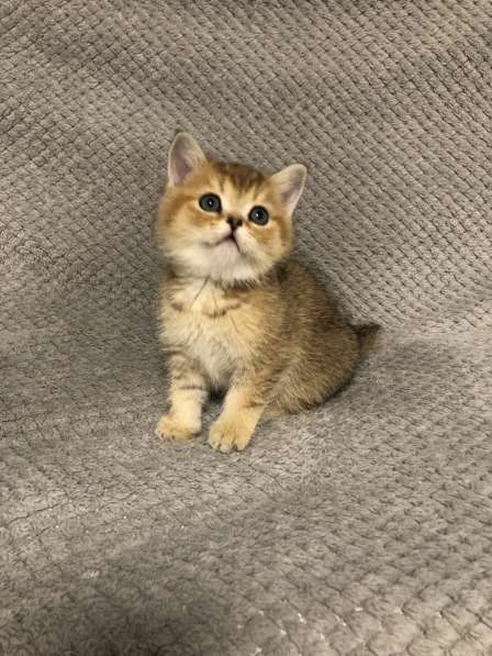 Золотые шотландские котята в Санкт-Петербурге