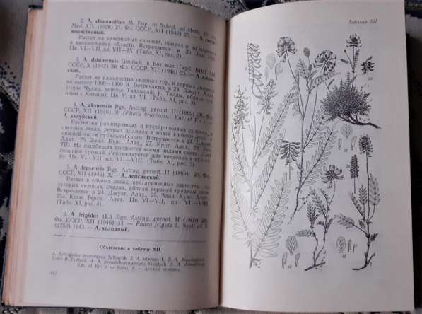 Иллюстрированный определитель раст сем-ва бобовых Казахстана в фото 4