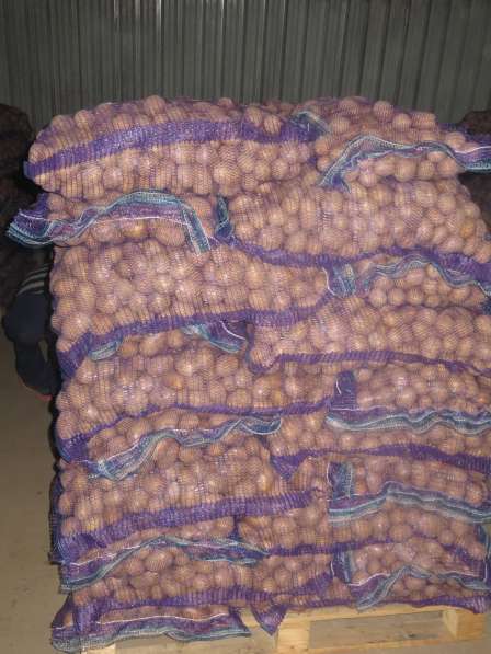 АПК реализует картофель продовольственный в Бежецке