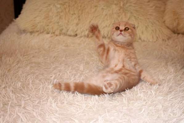 Британские котята элитных кровей в Санкт-Петербурге фото 7