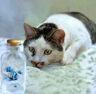 домашний клоун Яха в Санкт-Петербурге фото 5