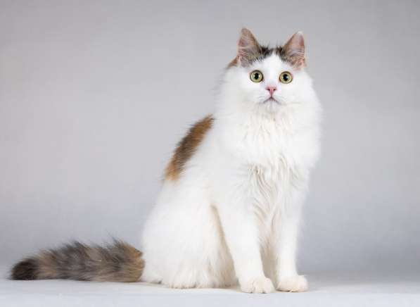 Ласковая Зая, котёнок-подросток, девочка, трёхцветка в Москве фото 3