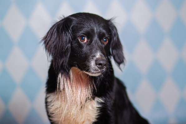 Черный спаниель Таис в добрые руки в Москве фото 6