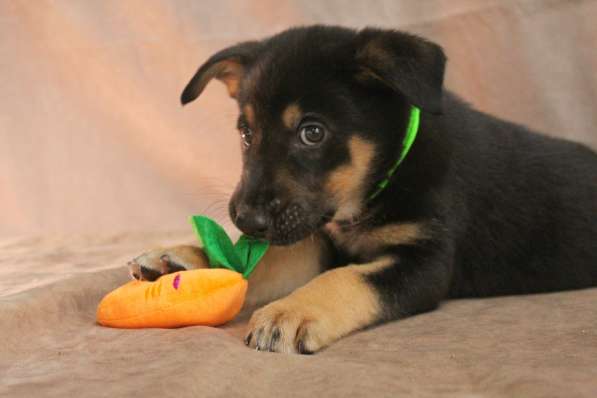 Малюсенькие красивые щеночки ищут дом в Санкт-Петербурге фото 11