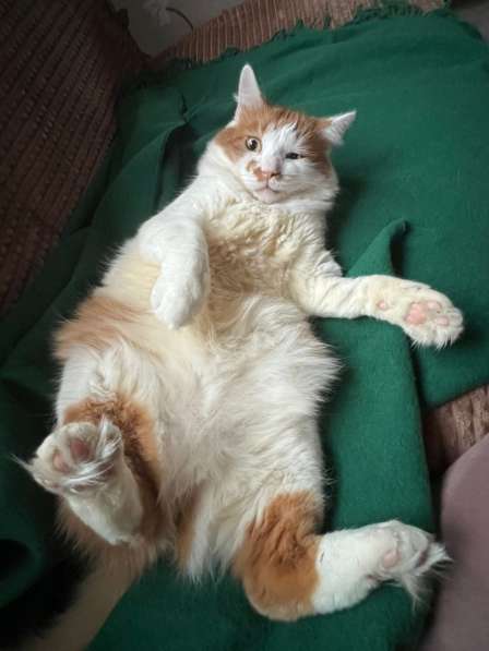 Харизматичный чеширский кот ищет дом в Санкт-Петербурге фото 6