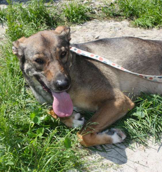 Ласковая, добрая, жизнерадостная, умненькая собака Стеша ище в Москве фото 4