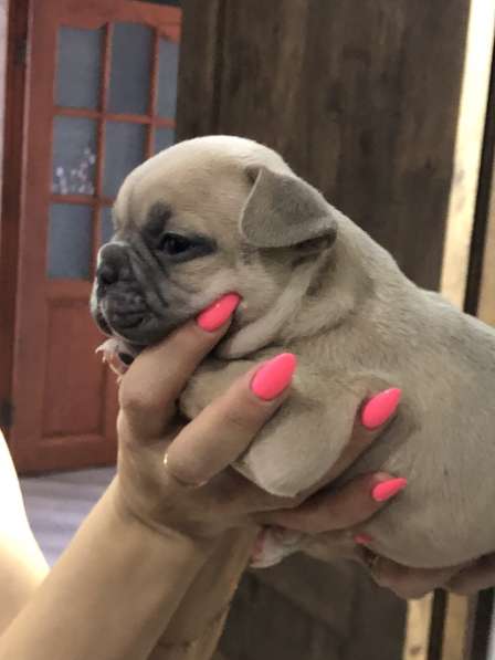 В продаже щенки французского бульдога в Барнауле фото 8