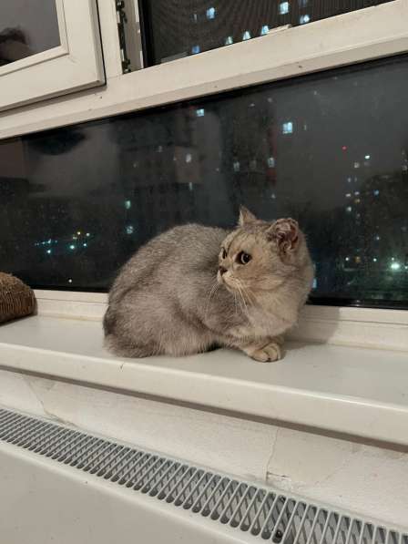 Британская шиншилла Дуся в дар