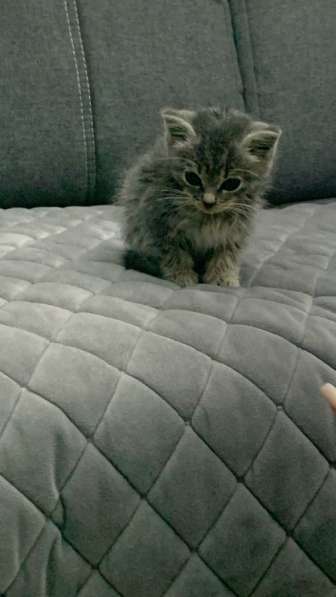 Котёнок
