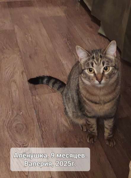 Отдам в добрые ручки сестричек-близняшек в Симферополе фото 3