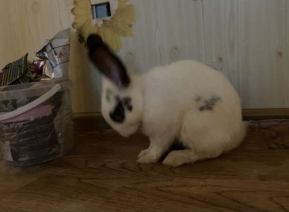 Декоративный кролик в Астрахани фото 6