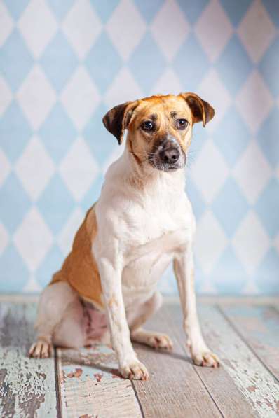 Метис джек-рассел-терьера Герда в дар в Москве