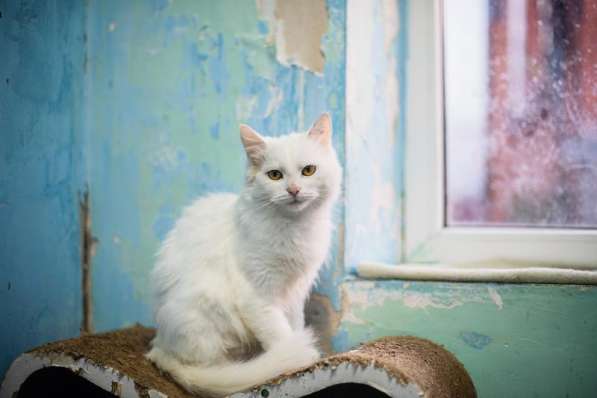 Милая и ласковая Бэлла ищет дом в Москве фото 4