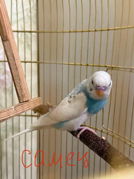 Волнистые попугаи в Калининграде фото 4