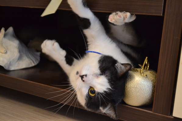 Бойкий мурлыка Анатолий ищет дом в 