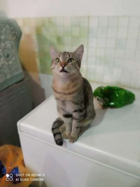 Наимилейший котик Матис ищет любящего хозяина! в Москве