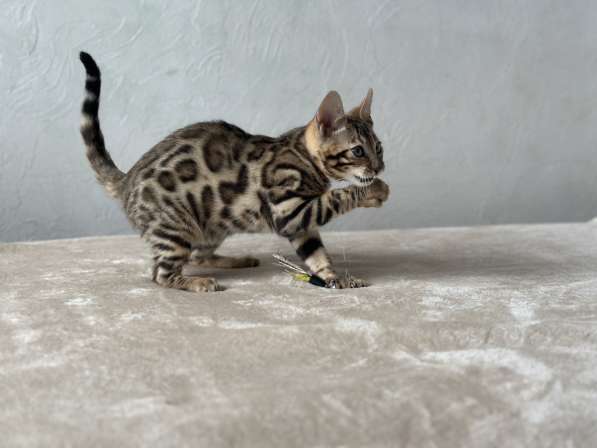 Available Bengal kittens